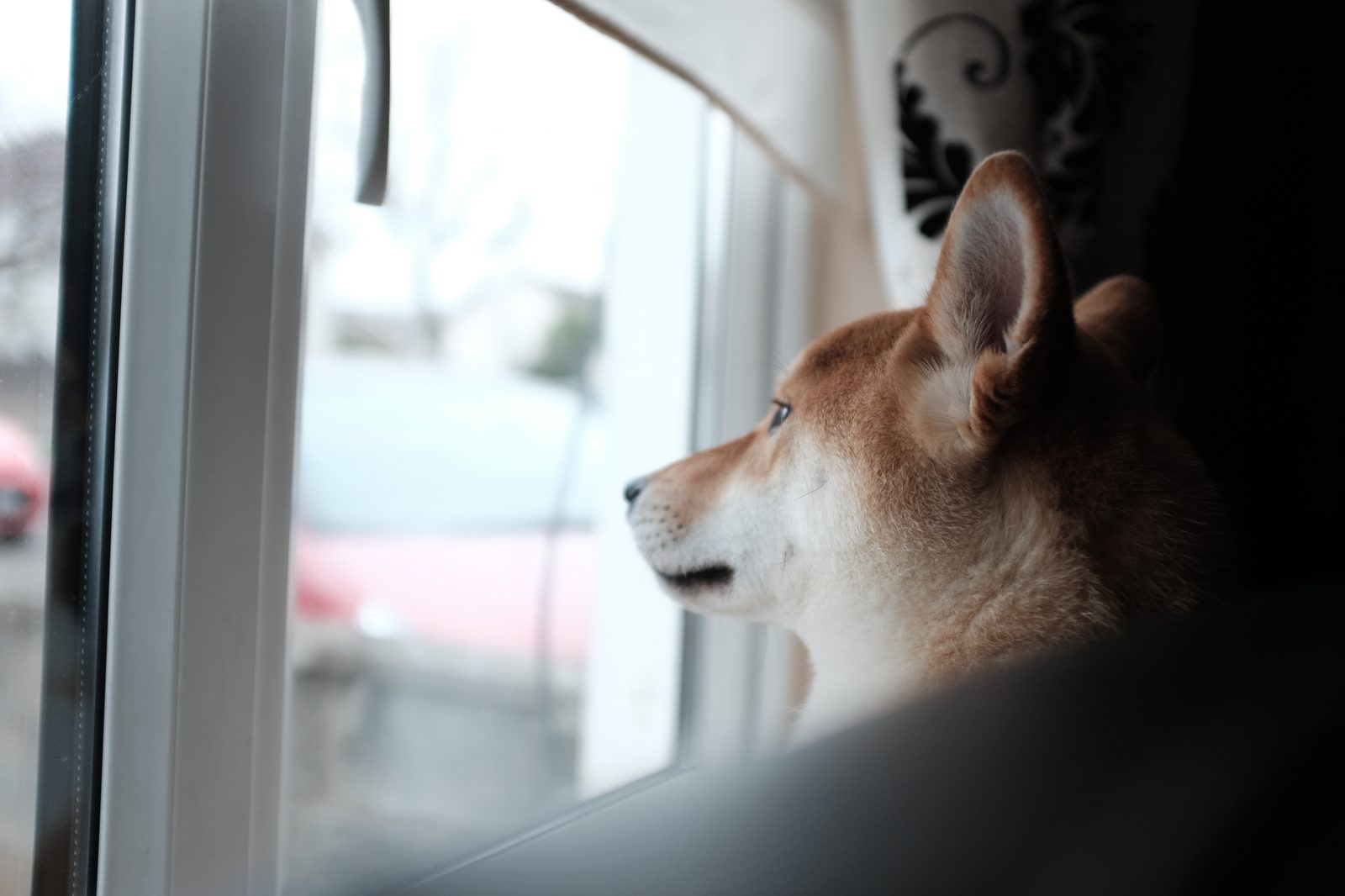 Perro mirando por la ventana como si esperara a que alguien vuelva a casa