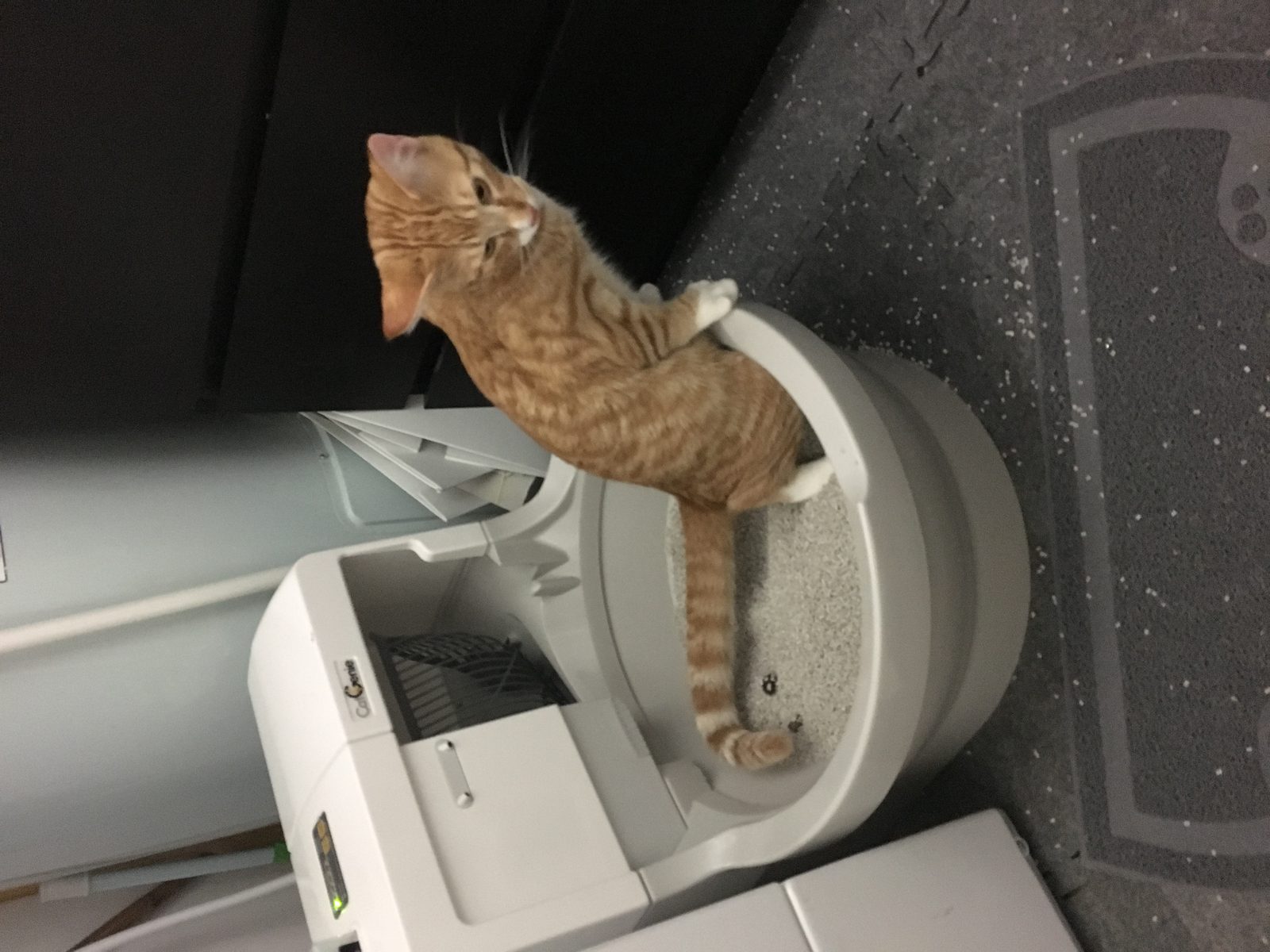 Gato usando un arenero automático autolimpiable