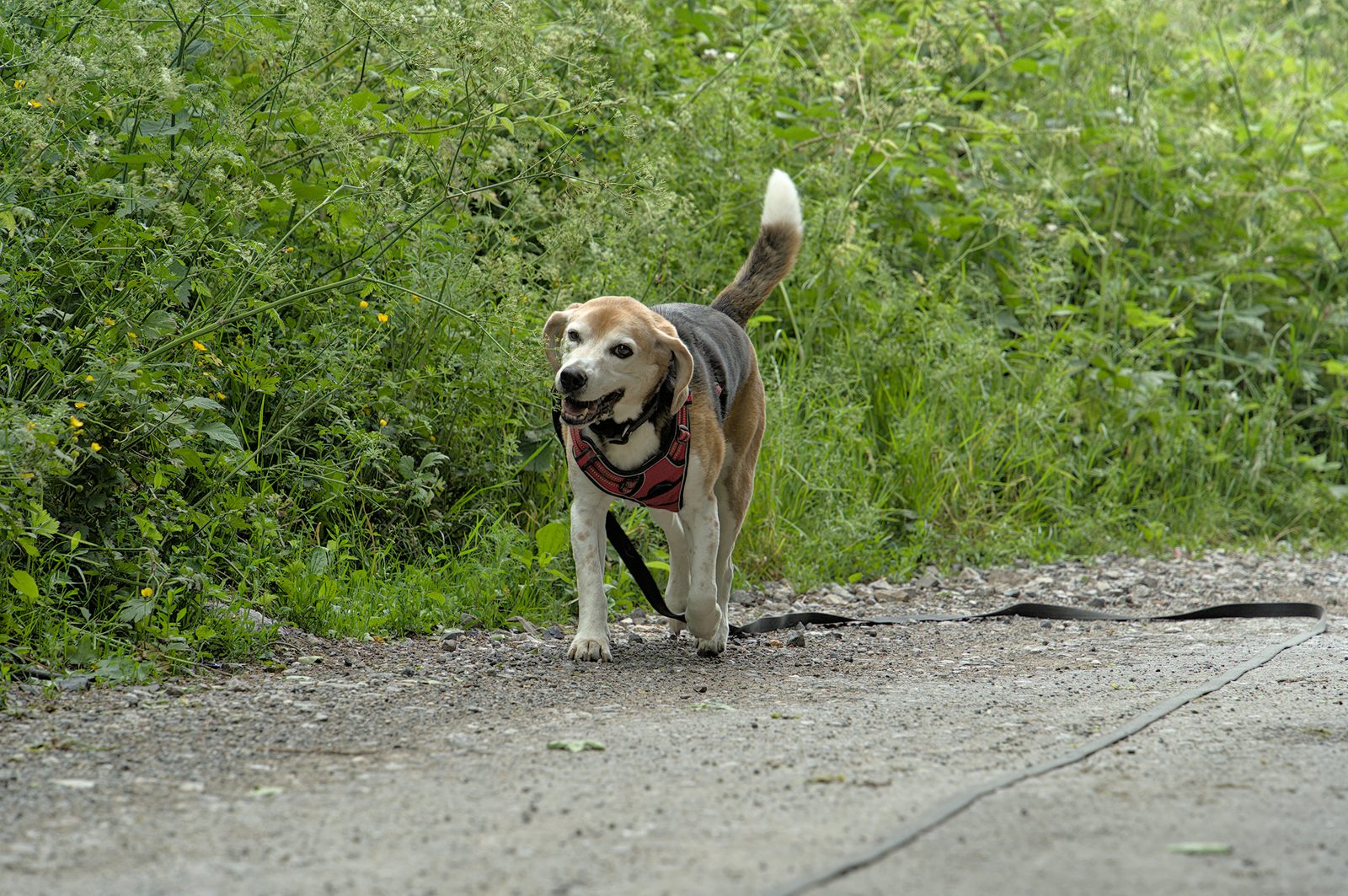 Beagle paseando con arnés durante un paseo al aire libre