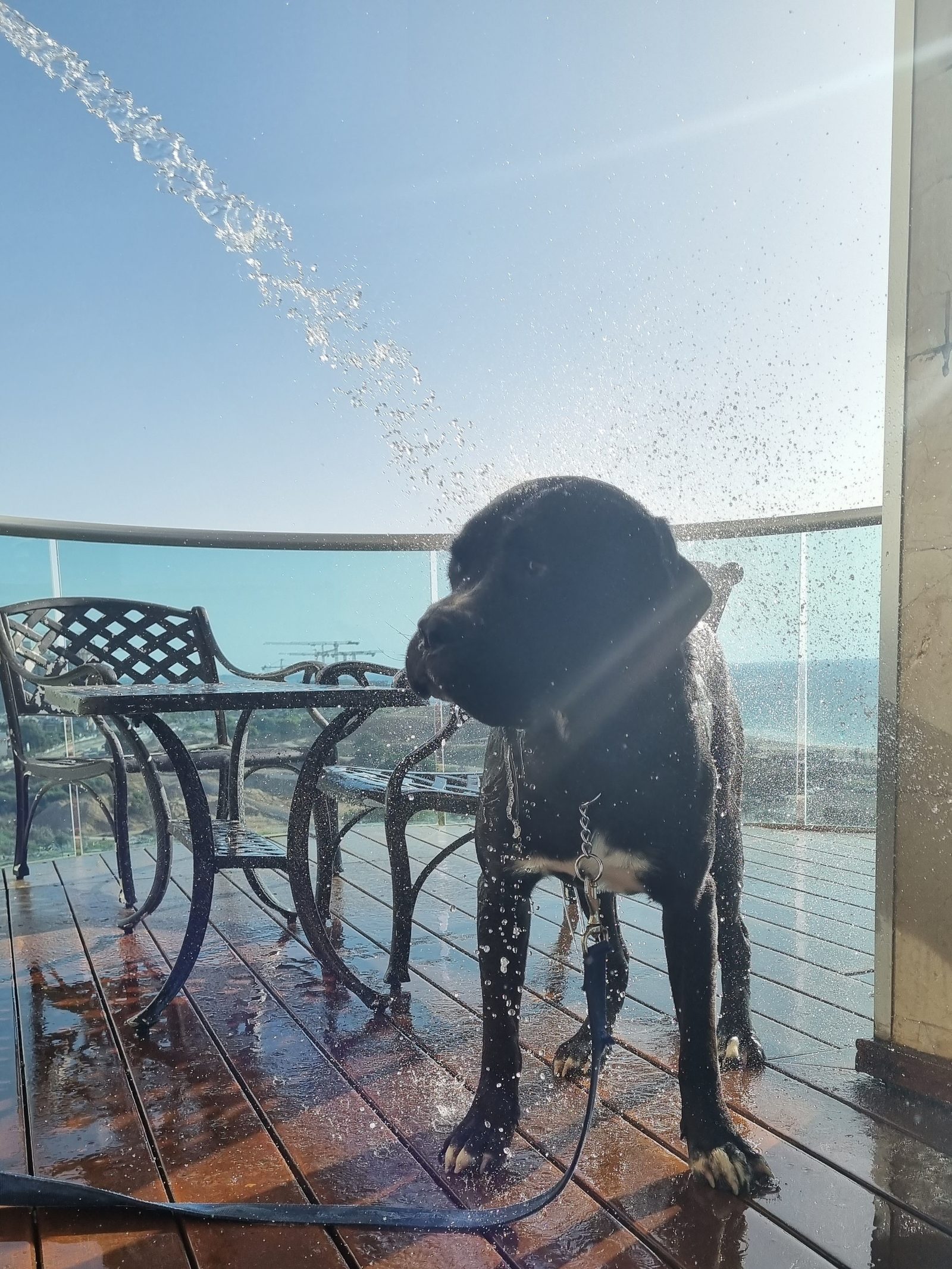Perro grande recibiendo un baño con ducha