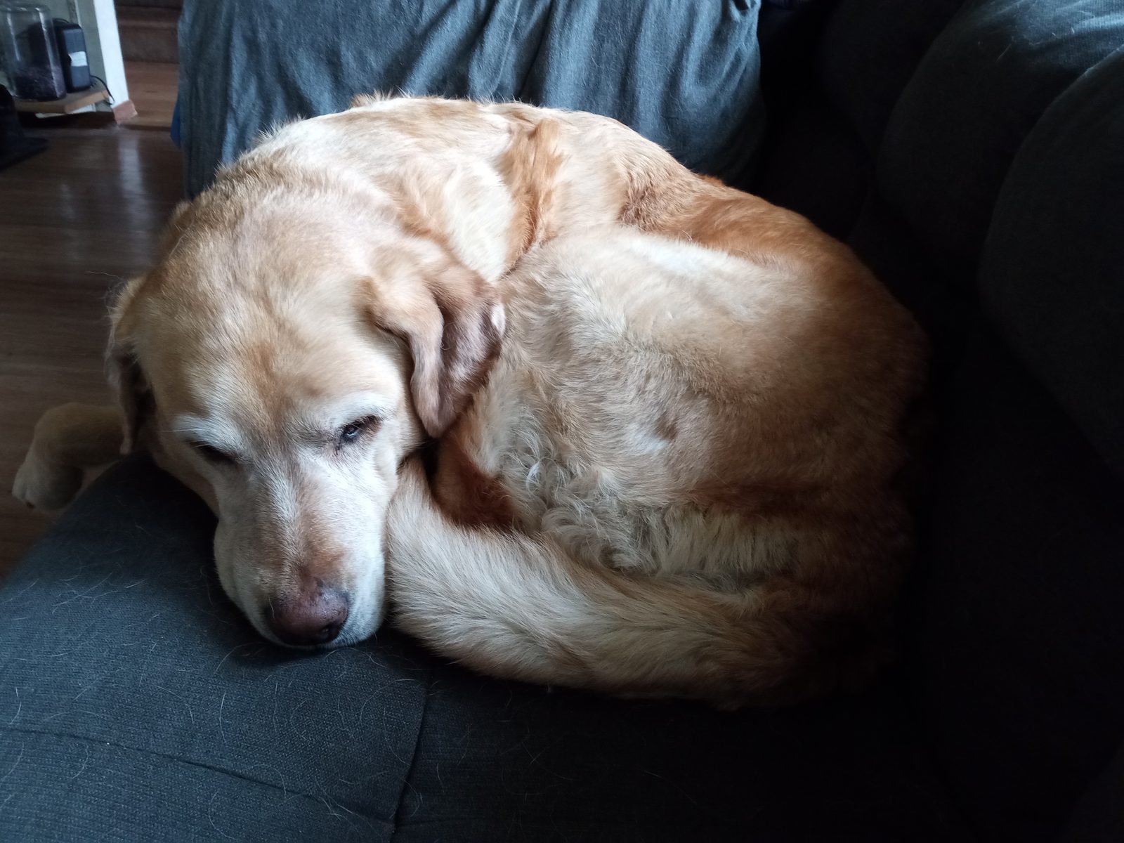 Perro mayor de hocico canoso descansando acurrucado en un sofá