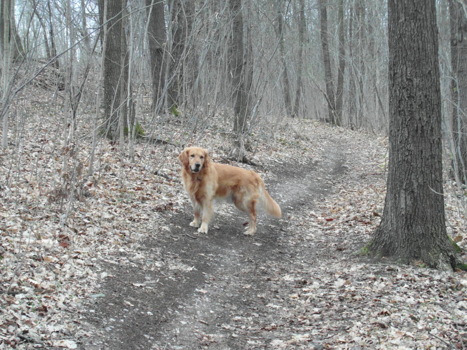 Golden Retriever de pelo largo y denso en primer plano