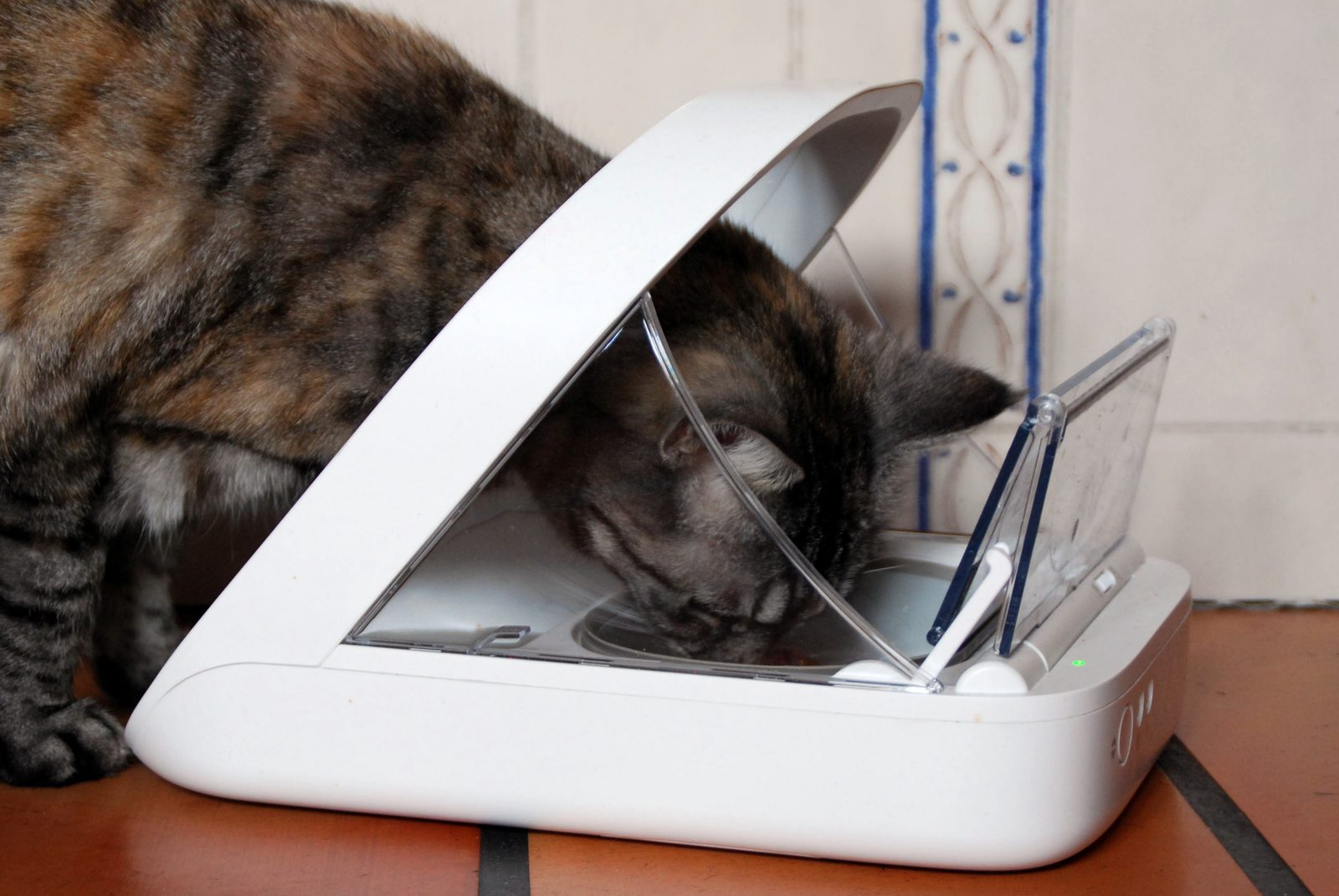 Gato comiendo de un comedero automático con control RFID