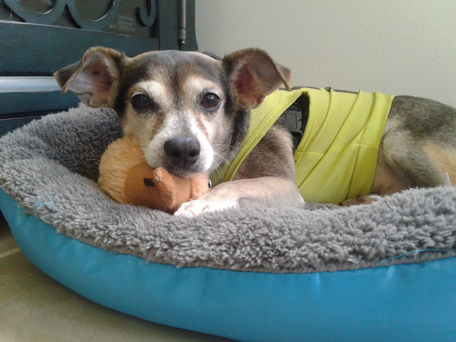 Perro pequeño descansando con su juguete en una cama mullida en un rincón de casa