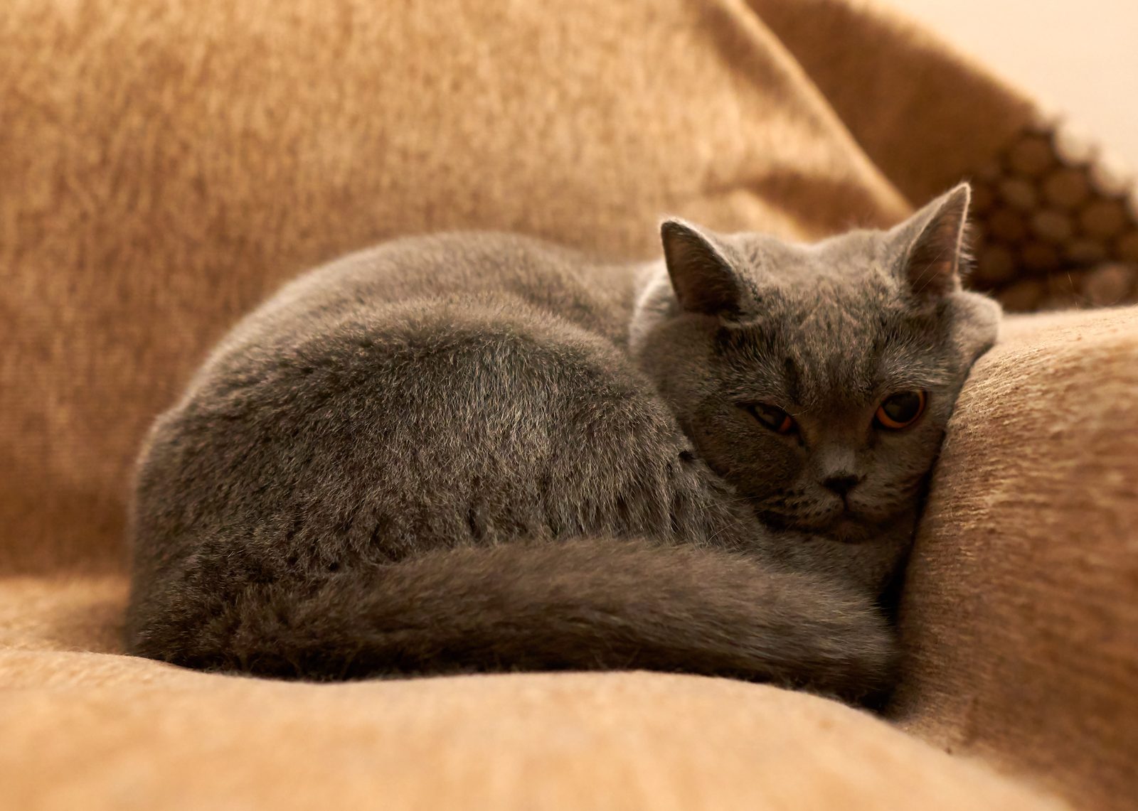 Gato British Shorthair descansando sobre un sofá marrón