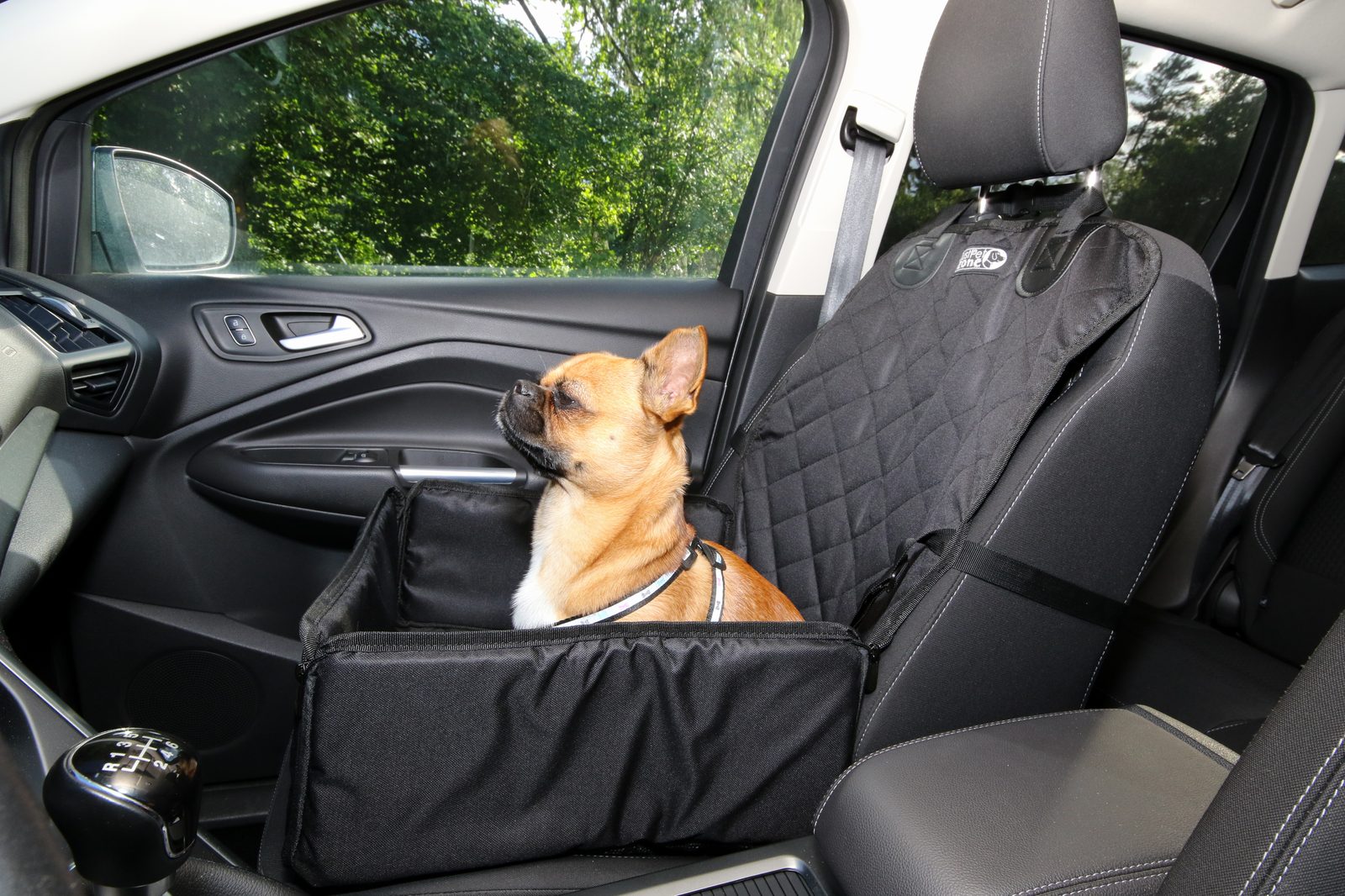 Perro pequeño dentro de un coche sujeto con arnés y cinturón de seguridad