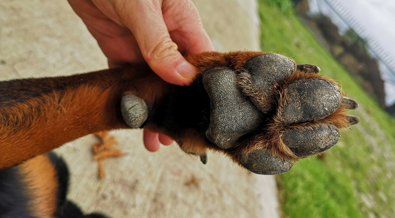 Primer plano de una pata de perro sujetada por una mano para revisar las uñas