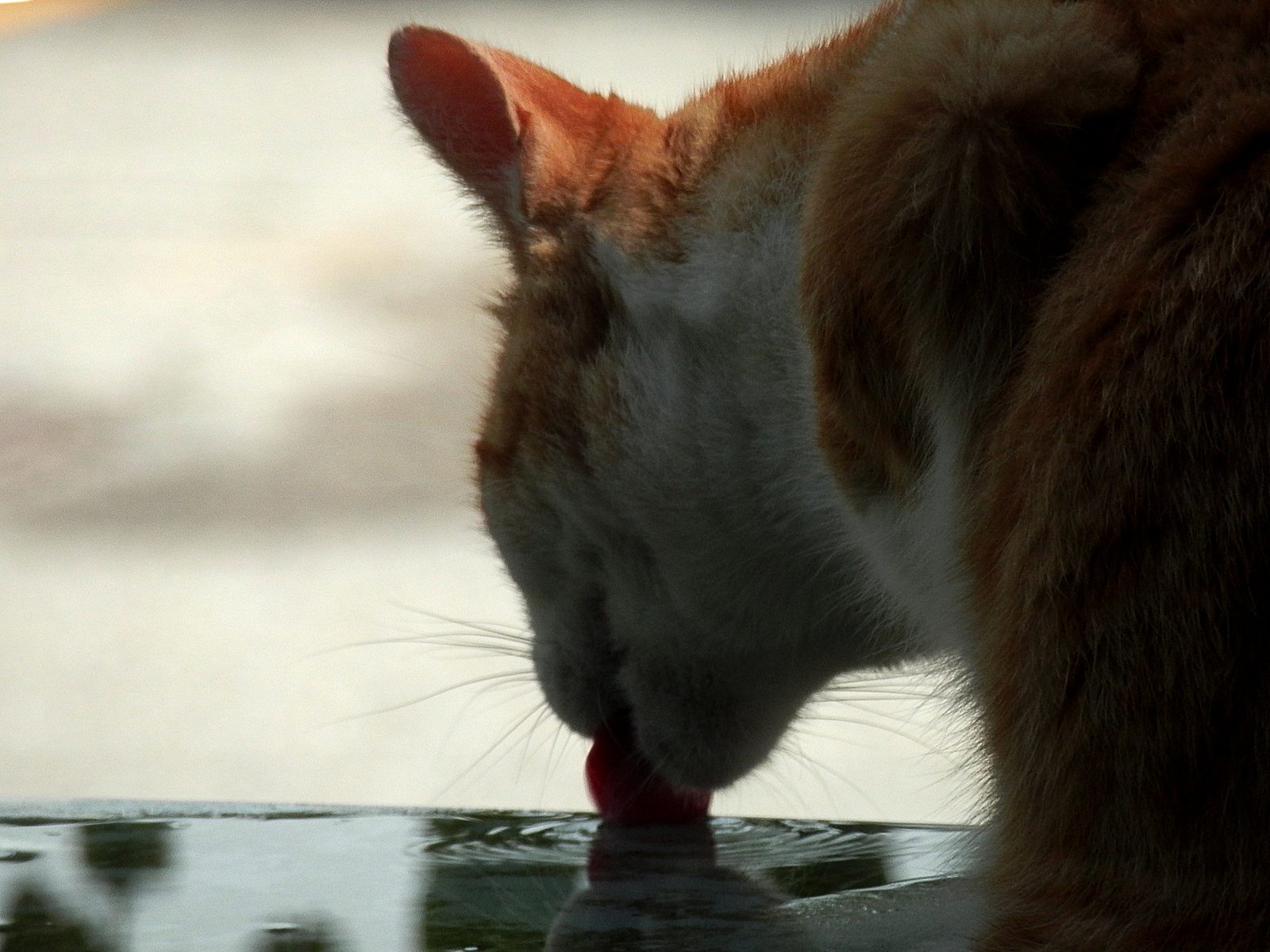 Gato doméstico bebiendo agua de cerca