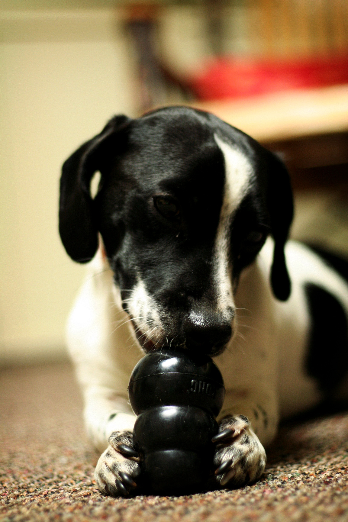 Perro mordiendo un juguete relleno tipo Kong usado para comer despacio