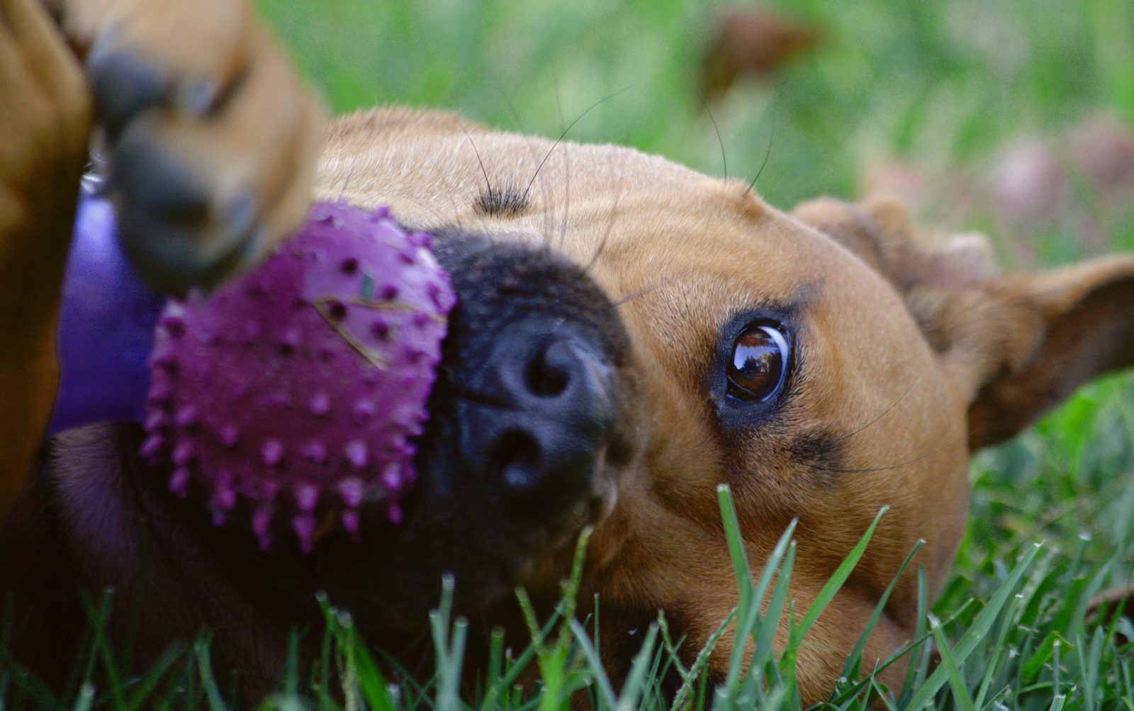 Perro jugando en la hierba con una pelota de juguete