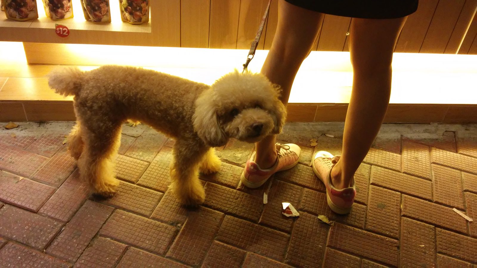 Perro pequeño con correa paseando de noche por una calle iluminada