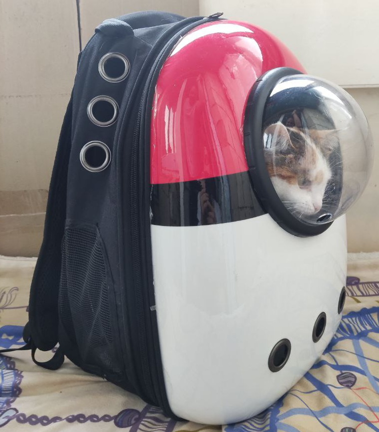 Gato asomado por la ventana de burbuja de una mochila transportadora