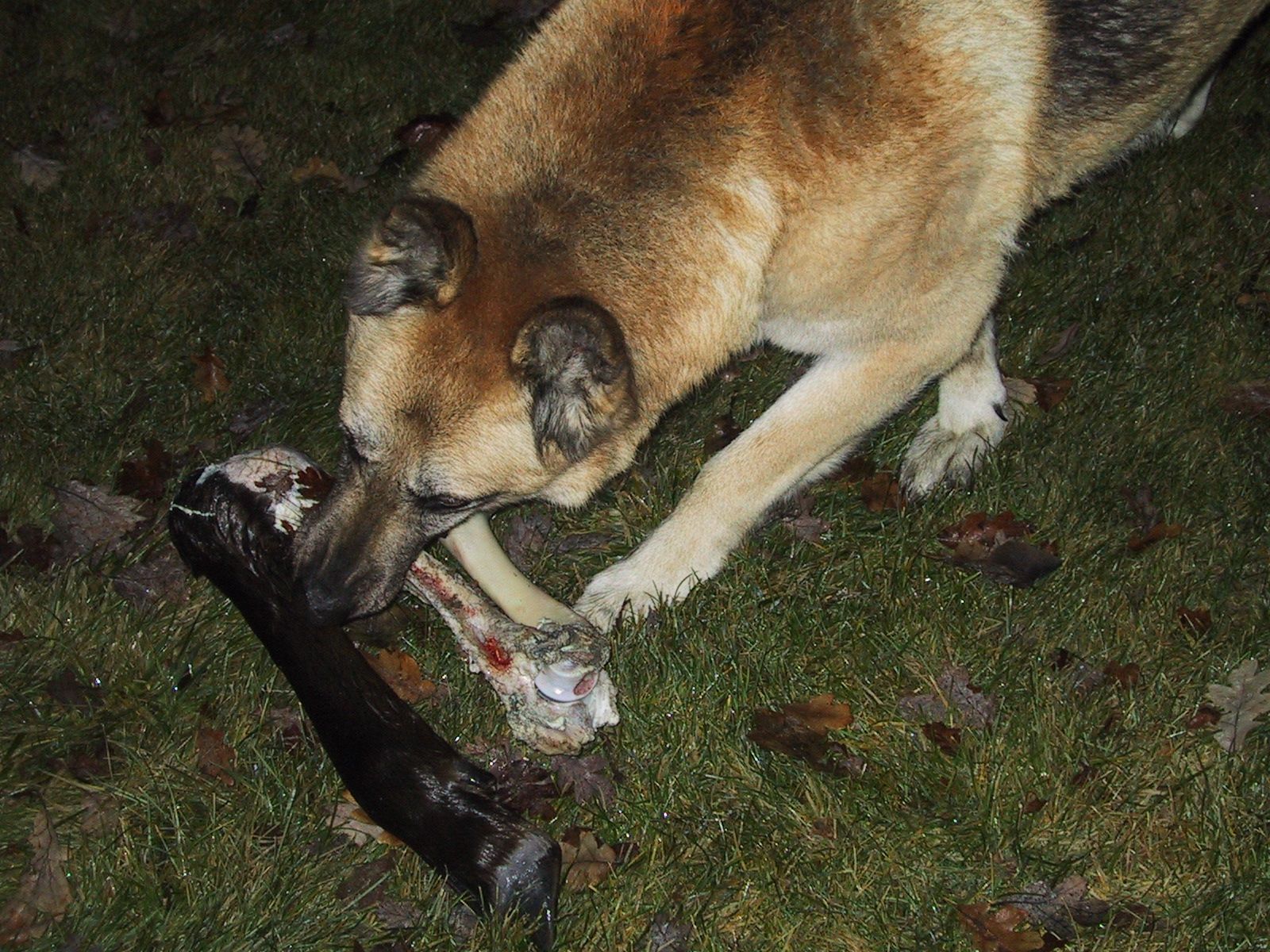 Perro comiendo pienso directamente de un bol en el suelo