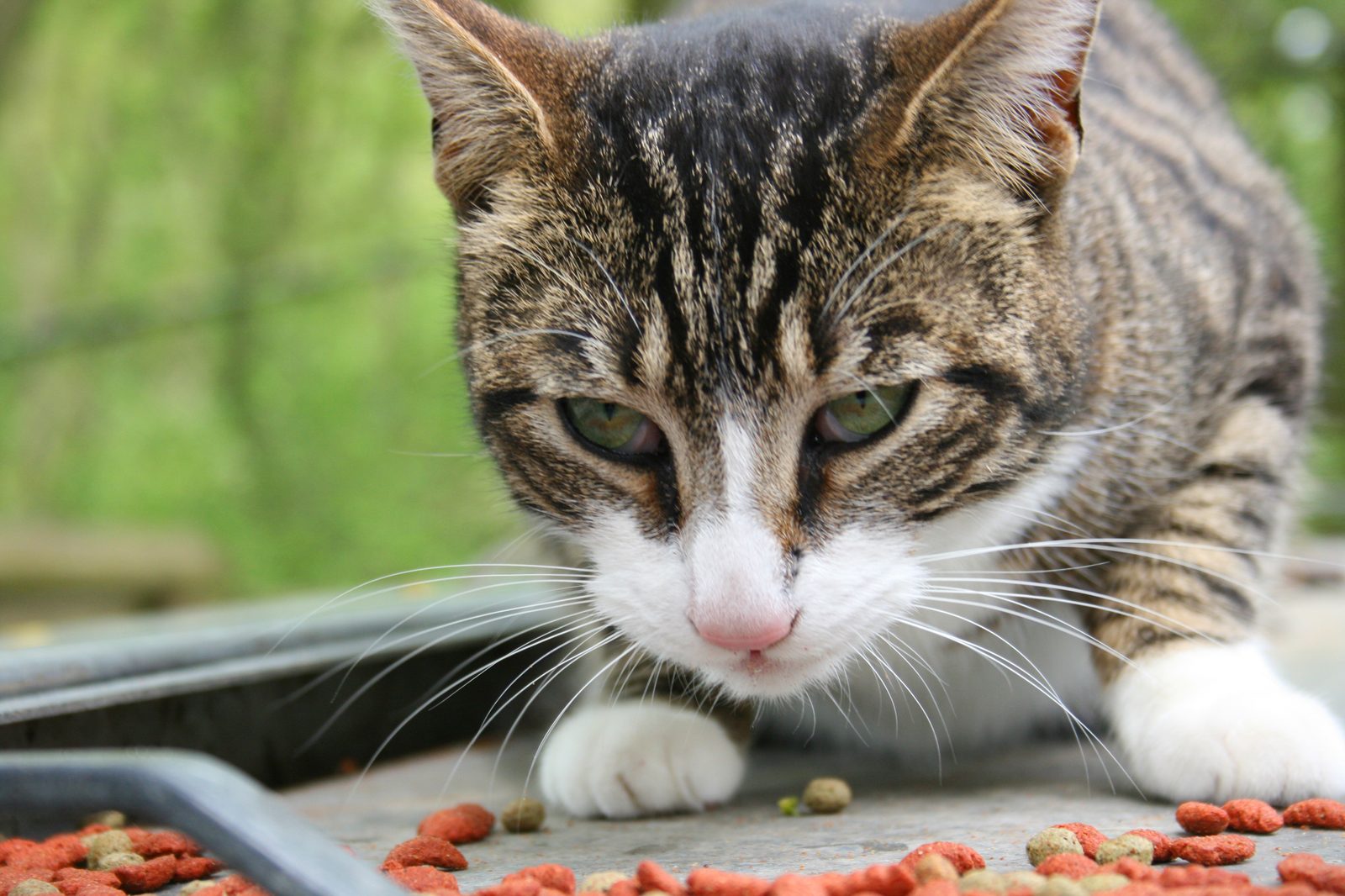 Gato comiendo pienso seco de un cuenco en casa