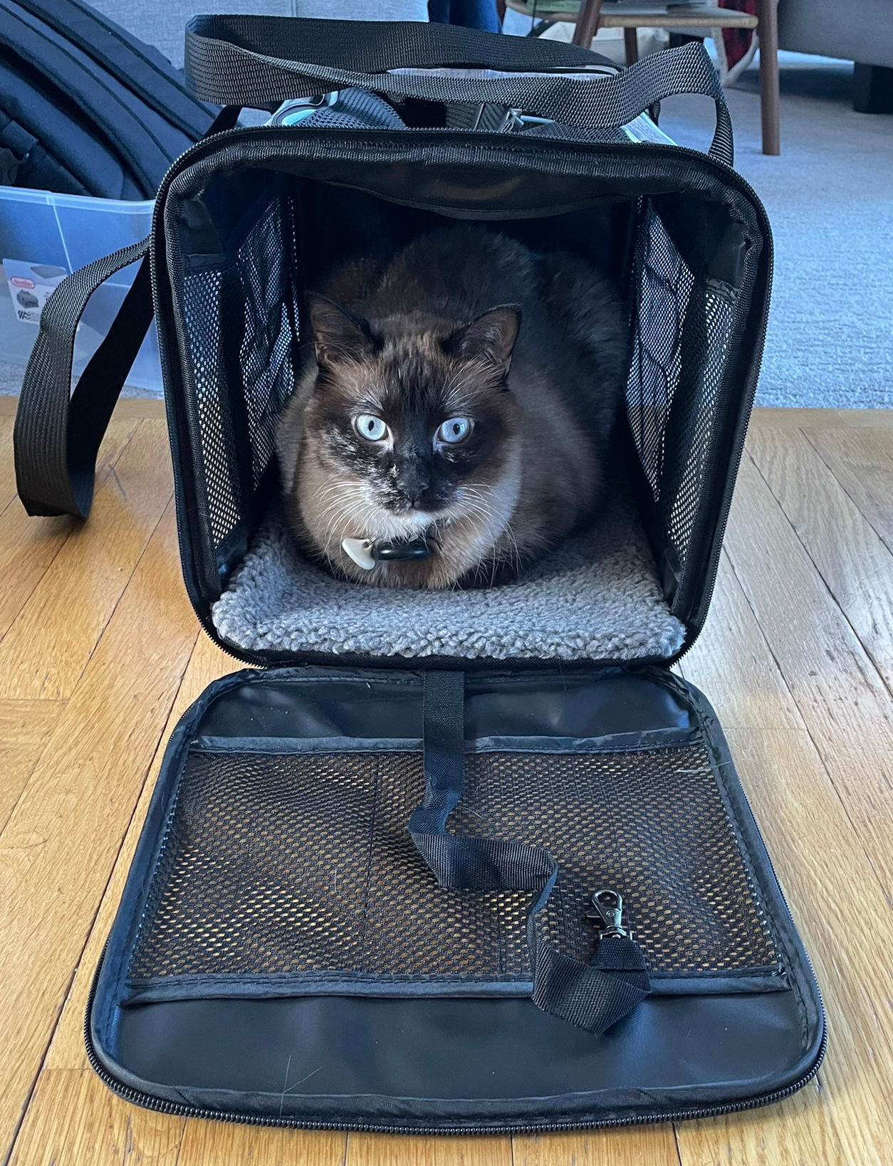 Gato dentro de un transportín blando de tela